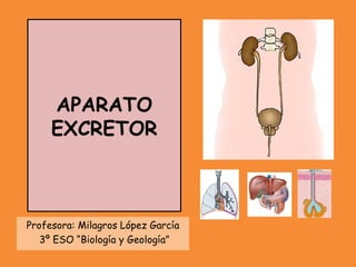APARATO
     EXCRETOR



Profesora: Milagros López García
   3º ESO “Biología y Geología”
 