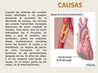 Cuando las arterias del corazón 
están afectadas y no pueden 
ajustarse al aumento de la 
demanda de sangre, los nervios 
del corazón transmiten mensajes 
dolorosos de aviso urgente al 
cerebro. Este dolor, que no suele 
sobrepasar los 5 minutos, se 
debe a que el cerebro, por 
confusión, siente los impulsos 
desde localizaciones cercanas 
como los brazos, el cuello o la 
mandíbula. La angina de pecho 
es muy frecuente. En los 
hombres se da generalmente 
después de los 30 años de edad, 
y en las mujeres más tarde. La 
causa, en la mayor parte de los 
casos, es la arteriosclerosis. 
 
