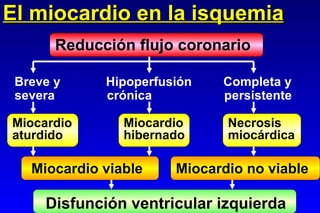 El miocardio en la isquemia Reducción flujo coronario Breve y  Hipoperfusión  Completa y severa   crónica   persistente Miocardio aturdido Miocardio hibernado Necrosis miocárdica Miocardio viable Miocardio no viable Disfunción ventricular izquierda 