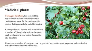 Crataegus hawthorn, has acquired the
reputation in modern herbal literature as
an important tonic for the cardiovascular
system that is particularly useful for angina.
Crataegus leaves, flowers, and fruits contain
a number of biologically active substances,
such as oligomeric procyanins, flavonoids,
and catechins.
From current studies, Crataegus extract appears to have antioxidant properties and can inhibit
the formation of thromboxane as well
Medicinal plants
 