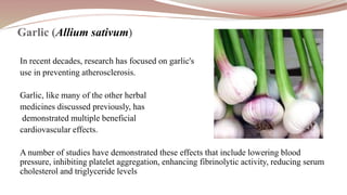 In recent decades, research has focused on garlic's
use in preventing atherosclerosis.
Garlic, like many of the other herbal
medicines discussed previously, has
demonstrated multiple beneficial
cardiovascular effects.
A number of studies have demonstrated these effects that include lowering blood
pressure, inhibiting platelet aggregation, enhancing fibrinolytic activity, reducing serum
cholesterol and triglyceride levels
Garlic (Allium sativum)
 