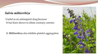 Useful as an antianginal drug because
It has been shown to dilate coronary arteries
S. Miltiorrhiza also inhibits platelet aggregation
Salvia miltiorrhiza
 