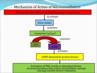 Mechanism of Action of Nitrovasodilators
Nitric Oxide
activates
converts
Guanylate Cyclase*
GTP
cGMP
activates
cGMP-dependent protein kinase
Activation of PKG results in phosphorylation
of several proteins that reduce intracellular calcium
causing smooth muscle relaxation
Nitrates become denitrated by glutathione S-transferase
to release
 