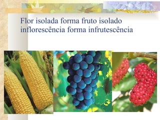 Flor isolada forma fruto isolado inflorescência forma infrutescência 