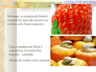 Morango: o receptáculo floral é comestível, mas não envolve os ovários, eles ficam expostos Caju: o pedúnculo floral é comestível. O ovário fica exposto – castanha Dentro do ovário está a semente 