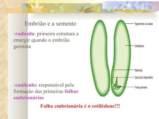 Embrião e a semente radícula : primeira estrutura a emergir quando o embrião germina caulículo:  responsável pela formação das primeiras  folhas embrionárias Folha embrionária é o cotilédone!!! 