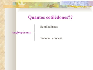 Quantos cotilédones?? dicotiledôneas Angiospermas  monocotiledôneas  