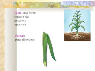 Caule:  não forma tronco e não cresce em espessura Folhas:  paralelinérveas 