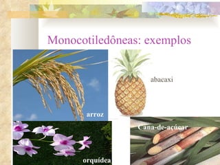 Monocotiledôneas: exemplos arroz abacaxi orquídea Cana-de-açúcar 