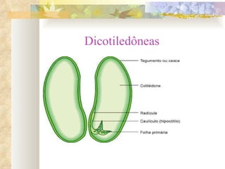 Dicotiledôneas 
