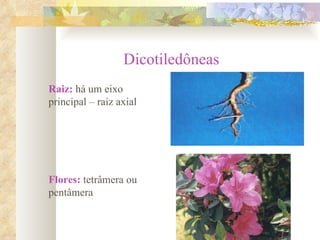 Dicotiledôneas  Raiz:  há um eixo principal – raiz axial Flores:  tetrâmera ou pentâmera 