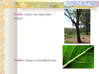 Caule:  cresce em espessura – tronco Folhas:  largas e reticulinérveas 