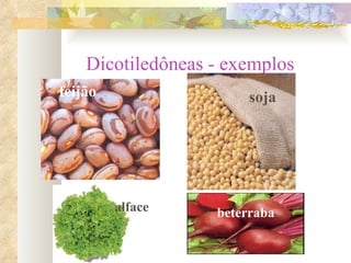 Dicotiledôneas - exemplos feijão soja alface beterraba 