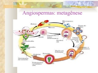 Angiospermas: metagênese 