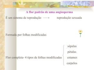 A flor padrão de uma angiosperma É um sistema de reprodução  reprodução sexuada Formada por folhas modificadas sépalas pétalas Flor completa- 4 tipos de folhas modificadas  estames  carpelos 