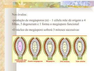 Nos óvulos: produção de megásporos (n) – 1 célula mãe dá origem a 4 filhas, 3 degeneram e 1 forma o megásporo funcional O núcleo do megásporo sofrerá 3 mitoses sucessivas 