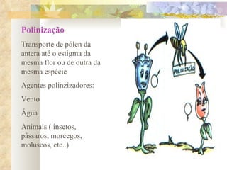 Polinização Transporte de pólen da antera até o estigma da mesma flor ou de outra da mesma espécie Agentes polinzizadores: Vento Água Animais ( insetos, pássaros, morcegos, moluscos, etc..) 