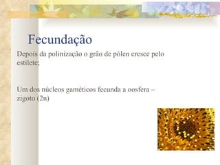 Fecundação  Depois da polinização o grão de pólen cresce pelo estilete; Um dos núcleos gaméticos fecunda a oosfera – zigoto (2n) 