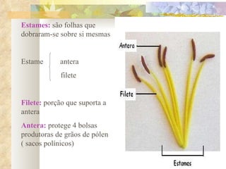 Estames:  são folhas que dobraram-se sobre si mesmas Estame  antera filete Filete:  porção que suporta a antera Antera:  protege 4 bolsas produtoras de grãos de pólen ( sacos polínicos) 