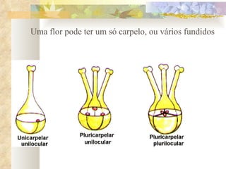 Uma flor pode ter um só carpelo, ou vários fundidos 
