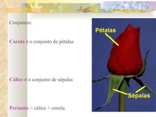 Conjuntos: Corola  é o conjunto de pétalas Cálice  é o conjunto de sépalas Perianto  = cálice + corola 