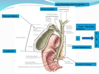 Canal hépatique
commun
canal hépatique droit et gauche
Canal cystique
Canal cholédoque
+
V
B
P
Vésicule biliaire
Canal de Wirsung
duodénum
 