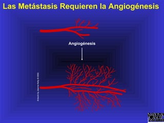 Angiogenesis Simple Entendiendo la Angiogénesis | PPT