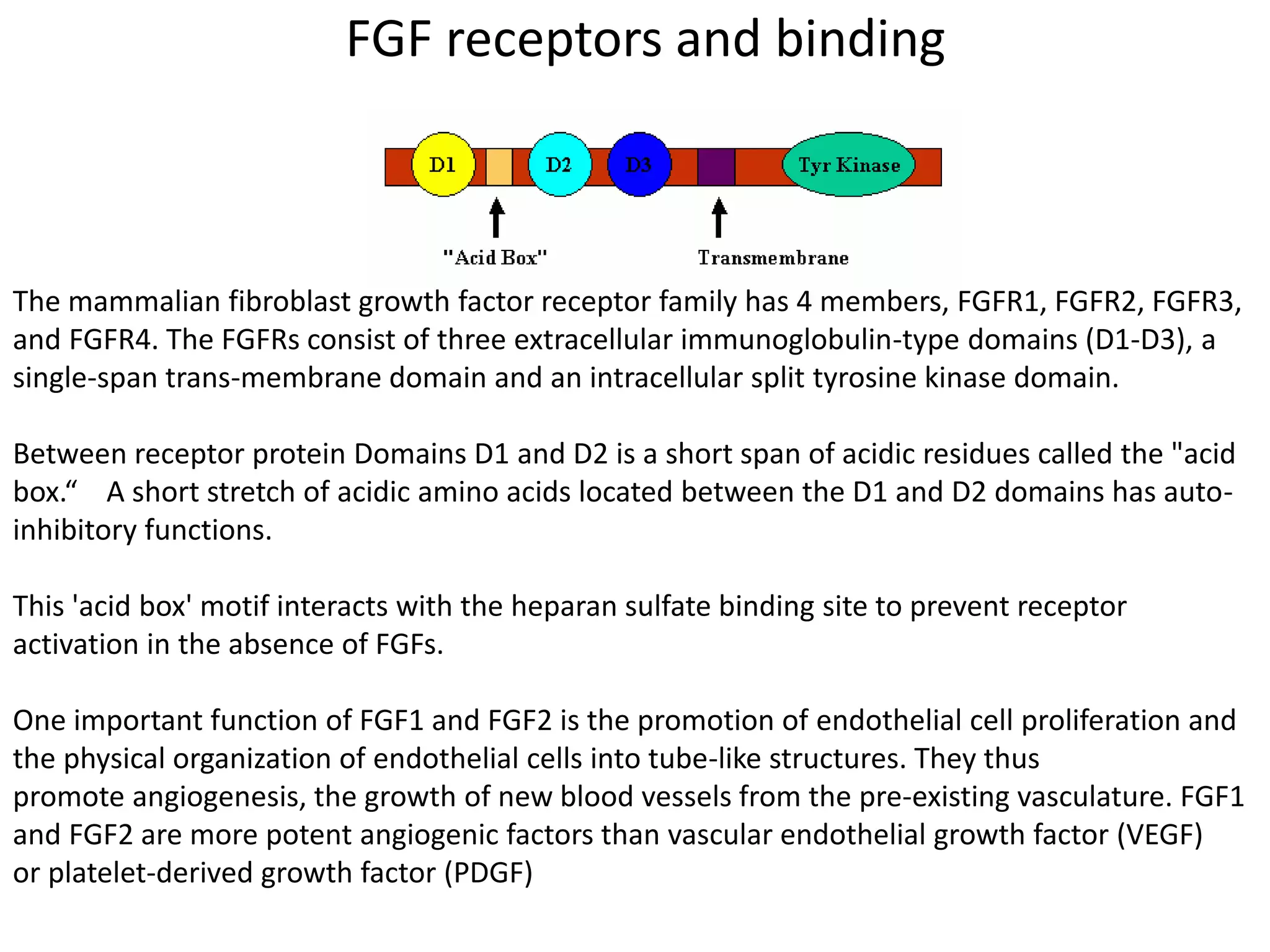 FGF receptors and binding
The mammalian fibroblast growth factor receptor family has 4 members, FGFR1, FGFR2, FGFR3,
and FGFR4. The FGFRs consist of three extracellular immunoglobulin-type domains (D1-D3), a
single-span trans-membrane domain and an intracellular split tyrosine kinase domain.
Between receptor protein Domains D1 and D2 is a short span of acidic residues called the "acid
box.“ A short stretch of acidic amino acids located between the D1 and D2 domains has auto-
inhibitory functions.
This 'acid box' motif interacts with the heparan sulfate binding site to prevent receptor
activation in the absence of FGFs.
One important function of FGF1 and FGF2 is the promotion of endothelial cell proliferation and
the physical organization of endothelial cells into tube-like structures. They thus
promote angiogenesis, the growth of new blood vessels from the pre-existing vasculature. FGF1
and FGF2 are more potent angiogenic factors than vascular endothelial growth factor (VEGF)
or platelet-derived growth factor (PDGF)
 
