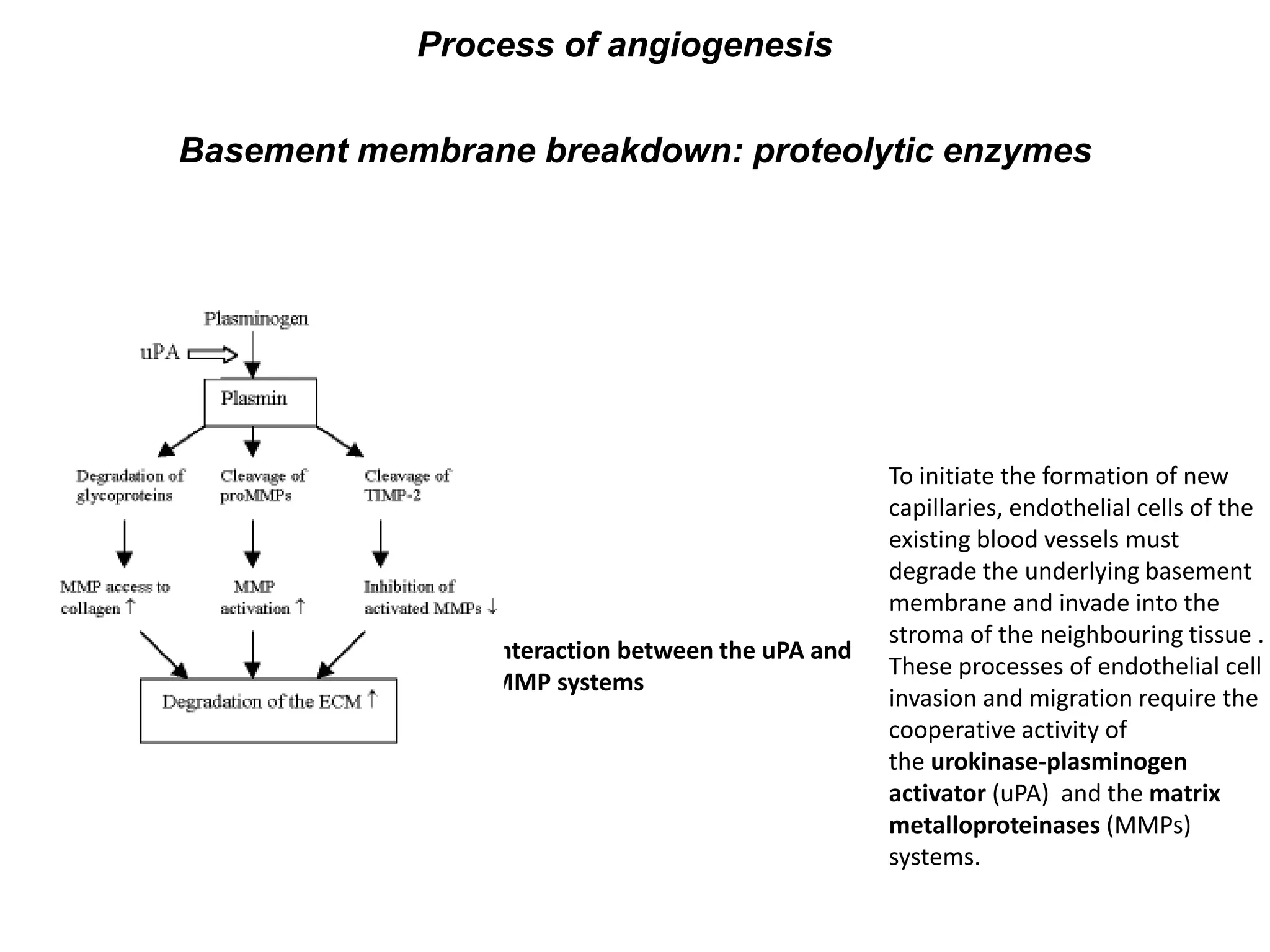 Basement membrane breakdown: proteolytic enzymes
Interaction between the uPA and
MMP systems
To initiate the formation of new
capillaries, endothelial cells of the
existing blood vessels must
degrade the underlying basement
membrane and invade into the
stroma of the neighbouring tissue .
These processes of endothelial cell
invasion and migration require the
cooperative activity of
the urokinase-plasminogen
activator (uPA) and the matrix
metalloproteinases (MMPs)
systems.
Process of angiogenesis
 