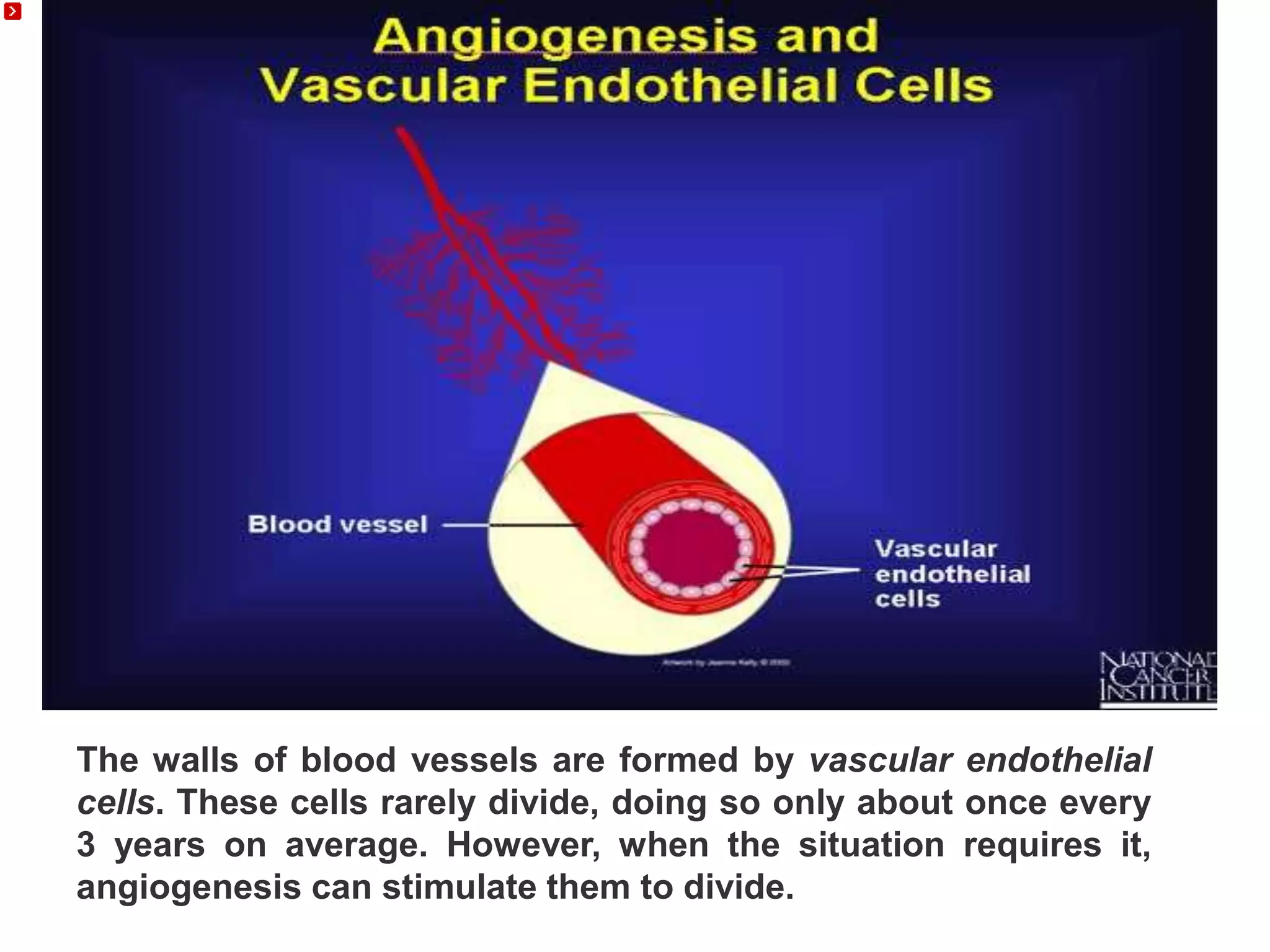 The walls of blood vessels are formed by vascular endothelial
cells. These cells rarely divide, doing so only about once every
3 years on average. However, when the situation requires it,
angiogenesis can stimulate them to divide.
 