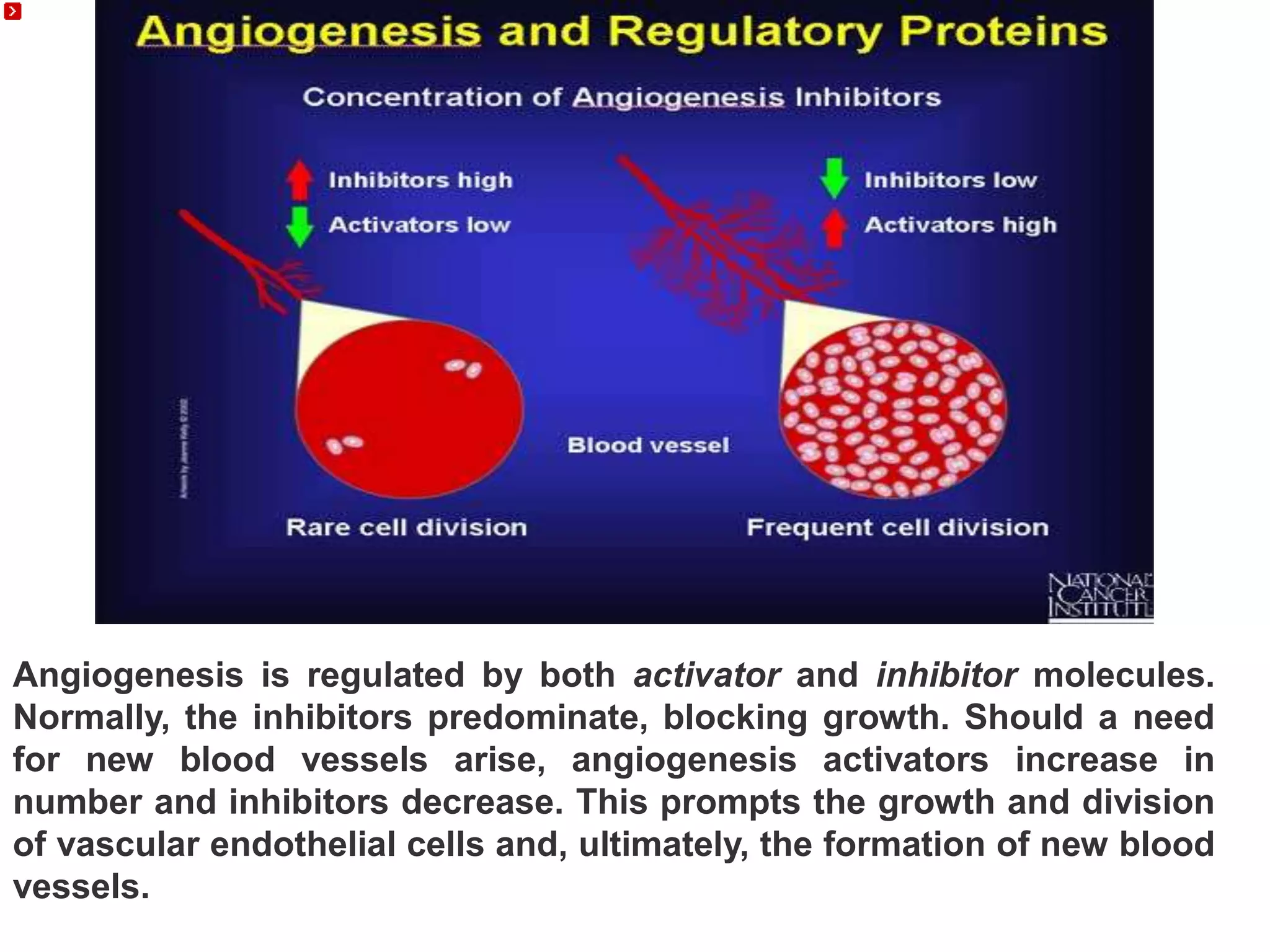 Angiogenesis is regulated by both activator and inhibitor molecules.
Normally, the inhibitors predominate, blocking growth. Should a need
for new blood vessels arise, angiogenesis activators increase in
number and inhibitors decrease. This prompts the growth and division
of vascular endothelial cells and, ultimately, the formation of new blood
vessels.
 