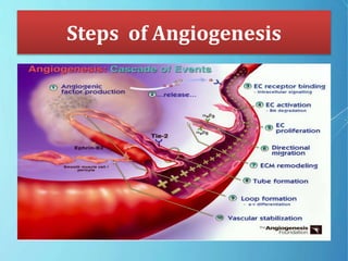 Steps of Angiogenesis
 