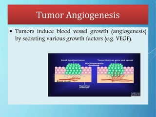 Tumor Angiogenesis
 Tumors induce blood vessel growth (angiogenesis)
by secreting various growth factors (e.g. VEGF).
 