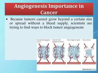 Angiogenesis Importance in
Cancer
 Because tumors cannot grow beyond a certain size
or spread without a blood supply, scientists are
trying to find ways to block tumor angiogenesis
 