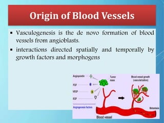 Origin of Blood Vessels
 Vasculogenesis is the de novo formation of blood
vessels from angioblasts.
 interactions directed spatially and temporally by
growth factors and morphogens
 