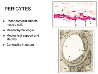PERICYTES
➤ Periendothelial smooth
muscle cells
➤ Mesenchymal origin
➤ Mechanical support and
stability
➤ Contractile in nature
 