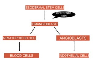MESODERMAL STEM CELLS
HEMANGIOBLASTS
HAEMATOPOIETIC CELLS
ENDOTHELIAL CELLS
DIFFERENTIA
TION
ANGIOBLASTS
BLOOD CELLS
 