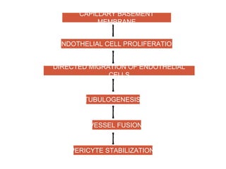 CAPILLARY BASEMENT
MEMBRANE
ENDOTHELIAL CELL PROLIFERATION
DIRECTED MIGRATION OF ENDOTHELIAL
CELLS
TUBULOGENESIS
VESSEL FUSION
PERICYTE STABILIZATION
 
