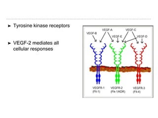 ➤ Tyrosine kinase receptors
➤ VEGF-2 mediates all
cellular responses
 