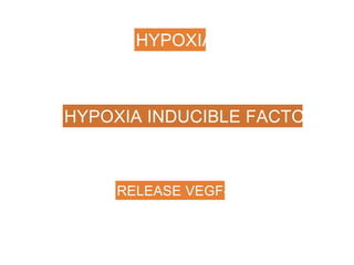 HYPOXIA
HYPOXIA INDUCIBLE FACTOR- 1
RELEASE VEGF-A
 