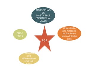 FGF
MACROPHAG
ES
MAST CELLS
ENDOTHELIAL
CELLS
FGF-1
FGF-2
Proliferation
and
differentiation
of all cell
types
Chemotactic
and mitogenic
for fibroblasts
and endothelial
cells
 