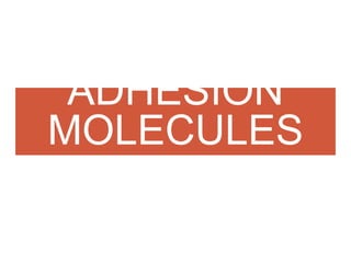 ADHESION
MOLECULES
 