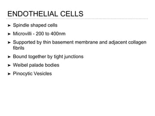 ENDOTHELIAL CELLS
➤ Spindle shaped cells
➤ Microvilli - 200 to 400nm
➤ Supported by thin basement membrane and adjacent collagen
fibrils
➤ Bound together by tight junctions
➤ Weibel palade bodies
➤ Pinocytic Vesicles
 