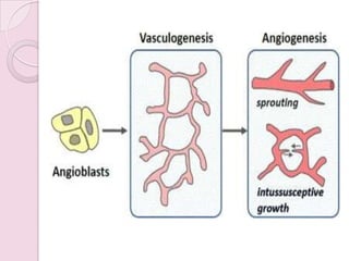 Angiogenesis Simple Angiogenesis, Introduction to Understand the Art. | PPSX