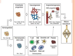 Angiogenesis in health and disease | PPTX