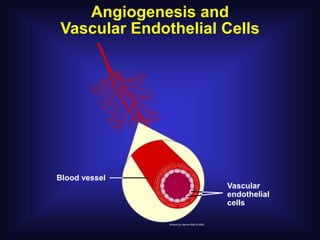Angiogenesis and
Vascular Endothelial Cells




Blood vessel
                     Vascular
                     endothelial
                     cells
 