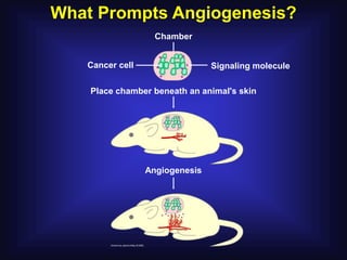 What Prompts Angiogenesis?
                   Chamber


   Cancer cell                  Signaling molecule

    Place chamber beneath an animal's skin




                 Angiogenesis
 