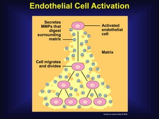 Endothelial Cell Activation
     Secretes
    MMPs that      Activated
        digest     endothelial
  surrounding      cell
        matrix


                   Matrix

 Cell migrates
  and divides
 