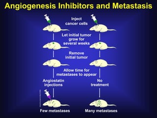 Angiogenesis Inhibitors and Metastasis
                           Inject
                        cancer cells

                   Let initial tumor
                       grow for
                    several weeks

                          Remove
                        initial tumor


                    Allow time for
                 metastases to appear
          Angiostatin                       No
           injections                   treatment




         Few metastases            Many metastases
 