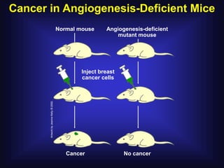 Cancer in Angiogenesis-Deficient Mice
        Normal mouse     Angiogenesis-deficient
                             mutant mouse




                Inject breast
                cancer cells




           Cancer               No cancer
 